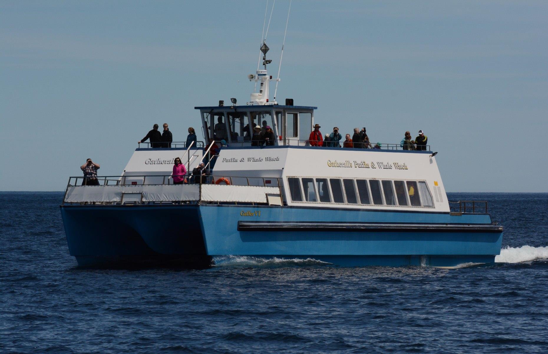 <p>There are a few different tour operators that offer whale-watching catamaran cruises off the coast of the province. Departing from the capital daily, the <a href="https://www.trailfinders.com/tours/canada-and-alaska/atlantic-canada/tour-st-john-s-whale-watch-cruise">St John’s Whale Watch Cruise</a> negotiates foreboding fields of 12,000-year-old icebergs to transport visitors past nesting puffin colonies in search of the highly anticipated humpbacks. At Bay Bulls, the family-run <a href="https://www.gatheralls.com/">Gatherall’s Puffin and Whale Watch Cruise</a> is one of the top-rated Newfoundland whale experiences on TripAdvisor, whisking passengers around the islands of Witless Bay Ecological Reserve. Kayak tours are possible too, for the slightly more adventurous.</p>