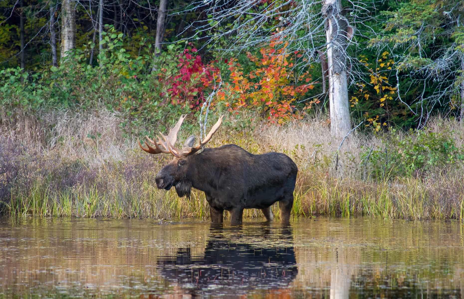 <p>Is there an animal more synonymous with Canada than the moose? They live in almost every region of the country, except for Vancouver Island and the Arctic beyond, but the place where it’s easiest to find them in the wild is Ontario’s Algonquin Provincial Park. This protected area, dappled with maple trees, vast lakes and dramatic canyons, has a moose population of between 2,500 and 4,500, best observed during the spring when they feed on fresh foliage.</p>