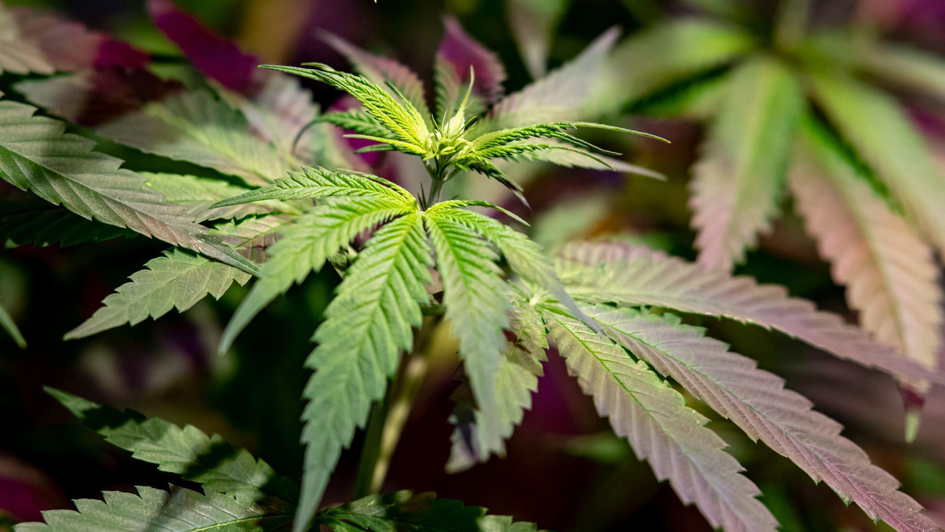 Cannabis Legalisierung Cdu Innenminister Warnen Vor Kontrollverlust«