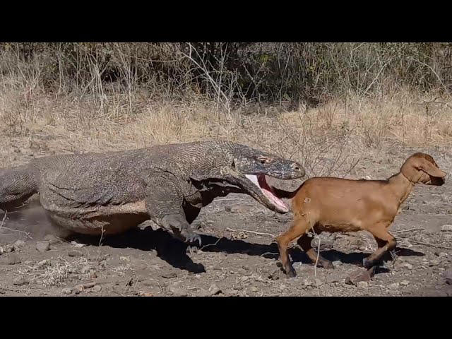 Komodo Dragon Swallows Entire Goat Who Keeps Screaming From Inside The Dragons Belly 