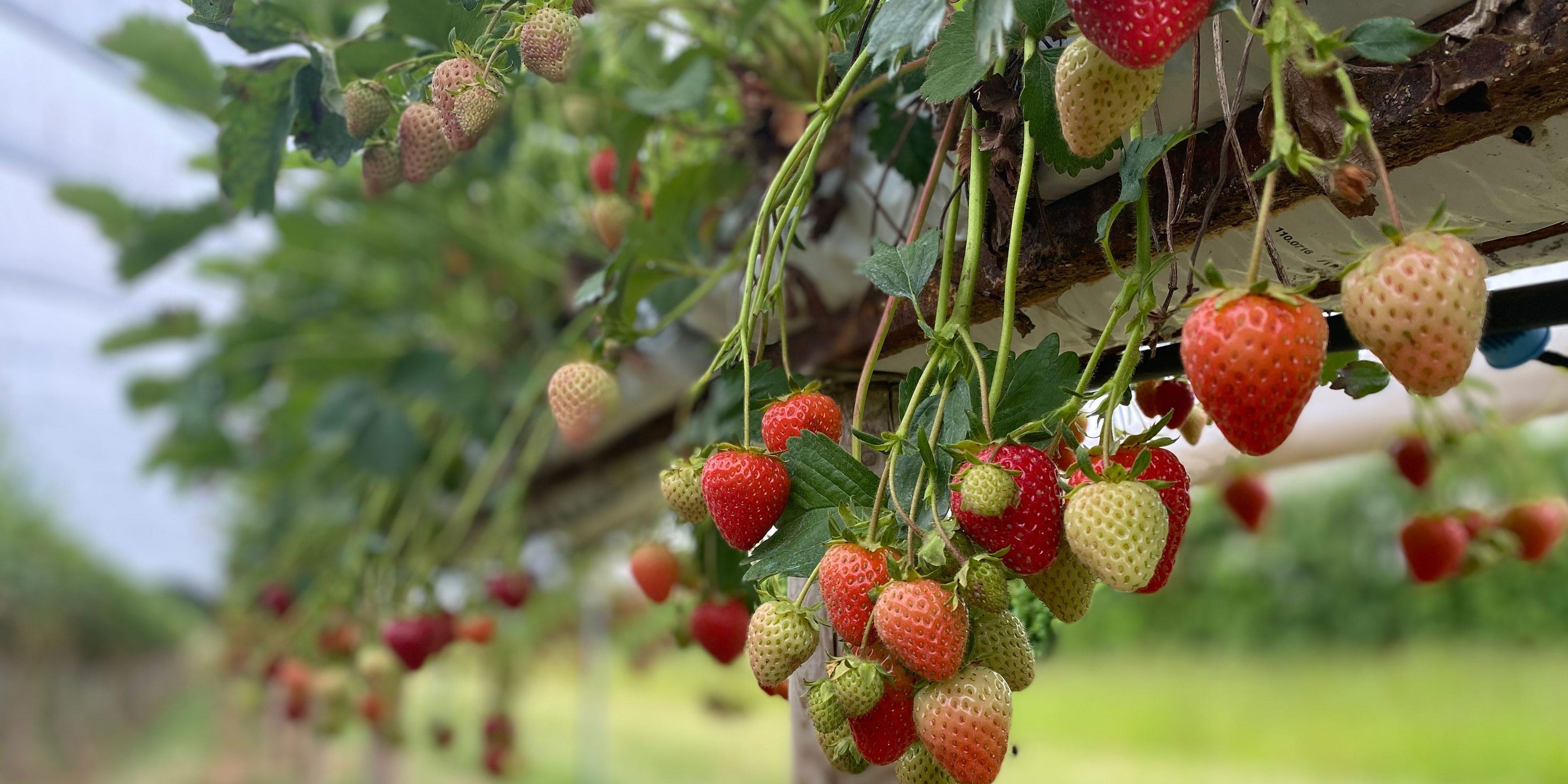 The Best Pick-your-own Strawberry Farms In The UK