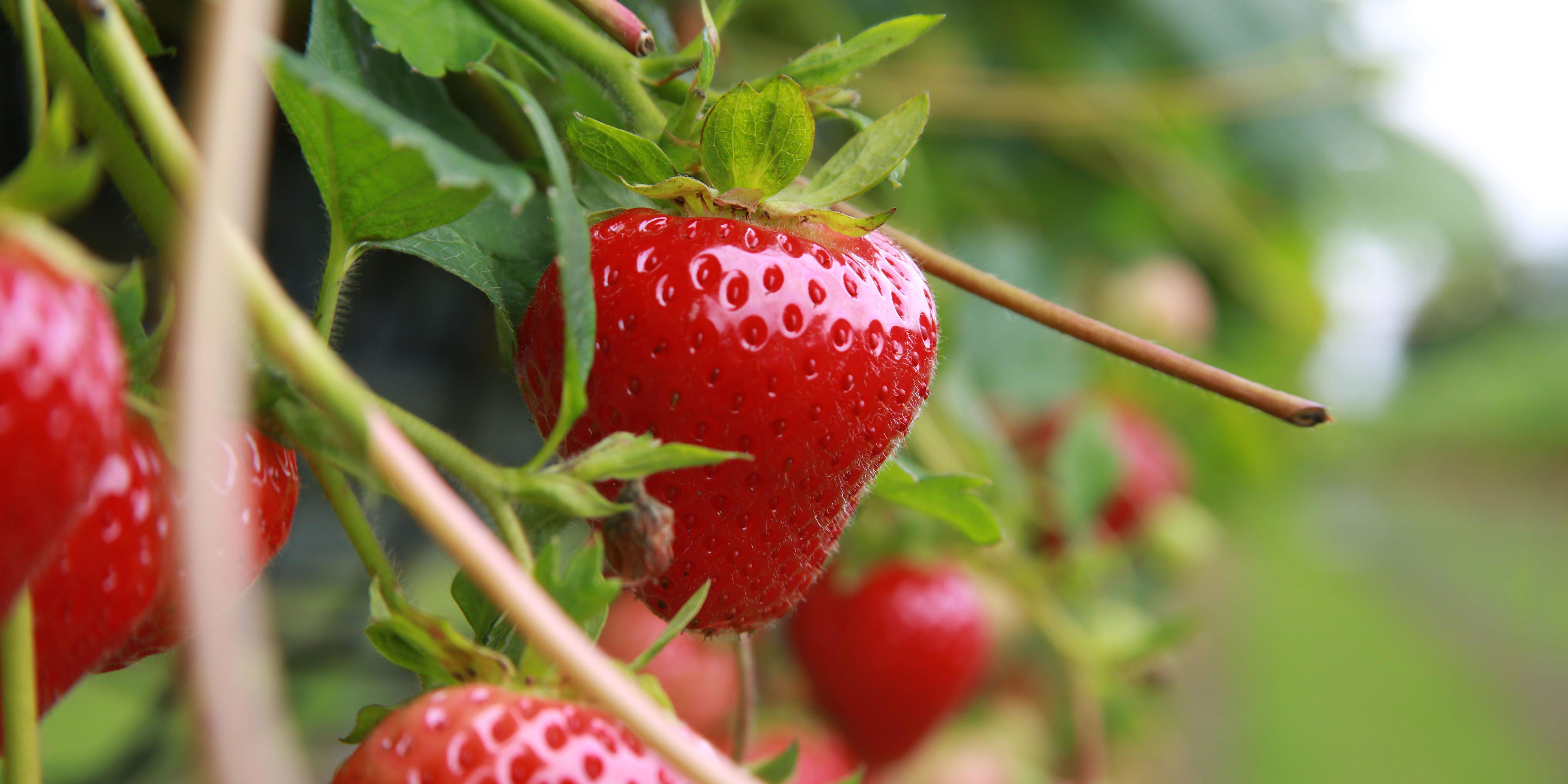 The Best Pick-your-own Farms In The UK