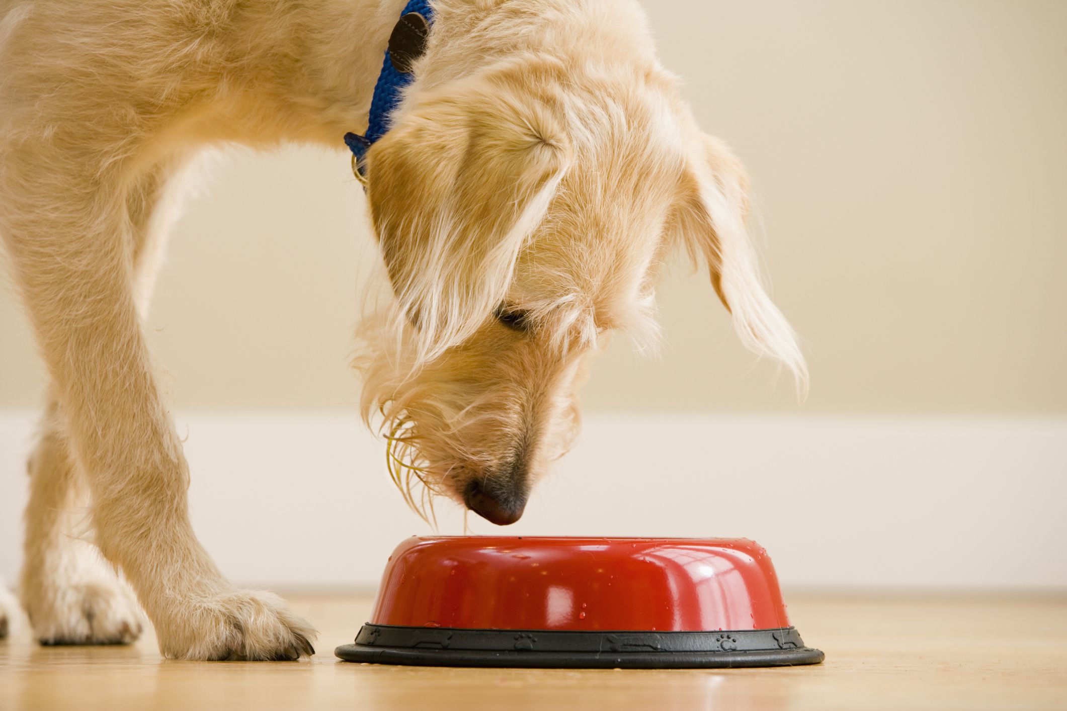 cuidado: no le dé estos alimentos a su perro, puede causarle graves enfermedades