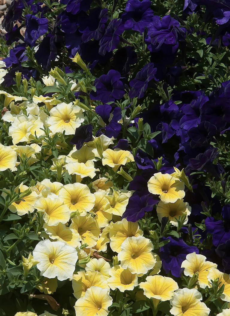 On Gardening Saffron Finch petunia dream comes true