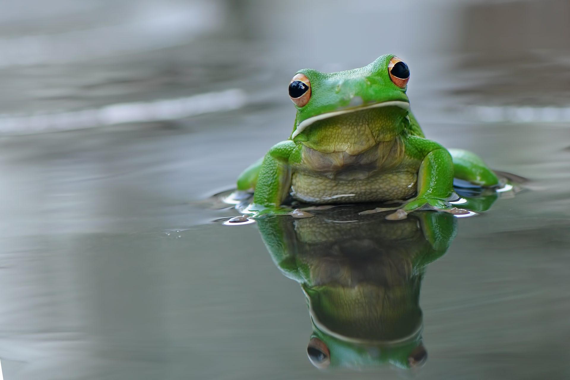 Why you should make frog homes in your garden