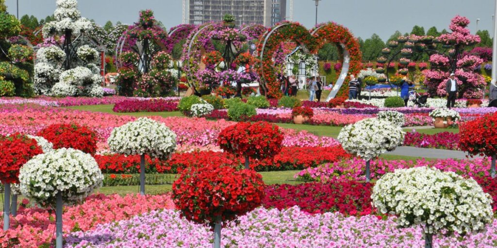 <p>It is another much-awaited seasonal attraction in Dubai, active only during winter. It is the world’s largest garden, spanning over 72,000 square meters. With over 150 million colorful flowers, lush plants, and themed gardens, this Dubai attraction radiates an air of awe and fantasy.</p>