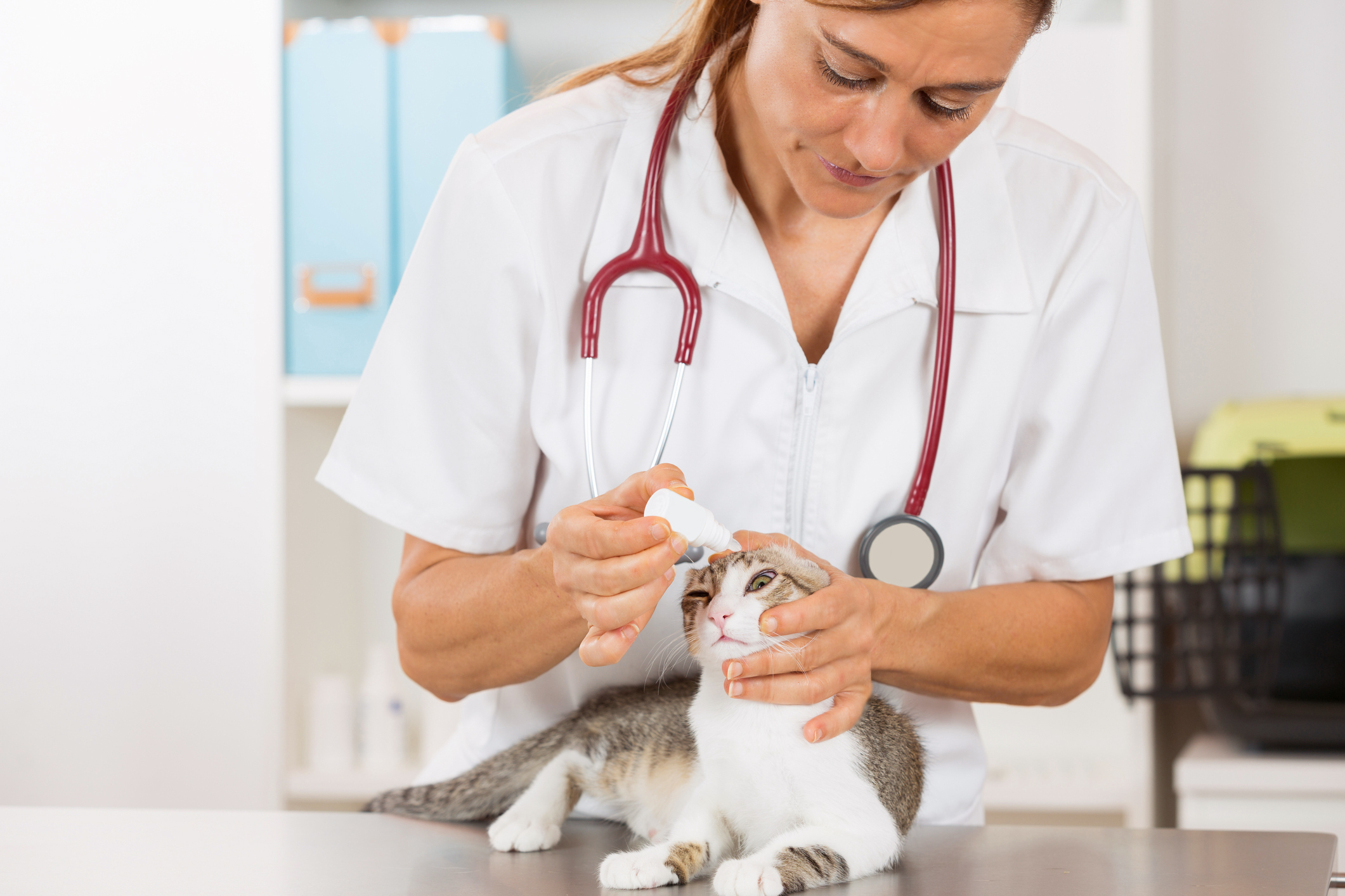 Вет ис. Ветеринар. Кот у ветеринара. Ветеринар с кошкой. Кошки в медицине.