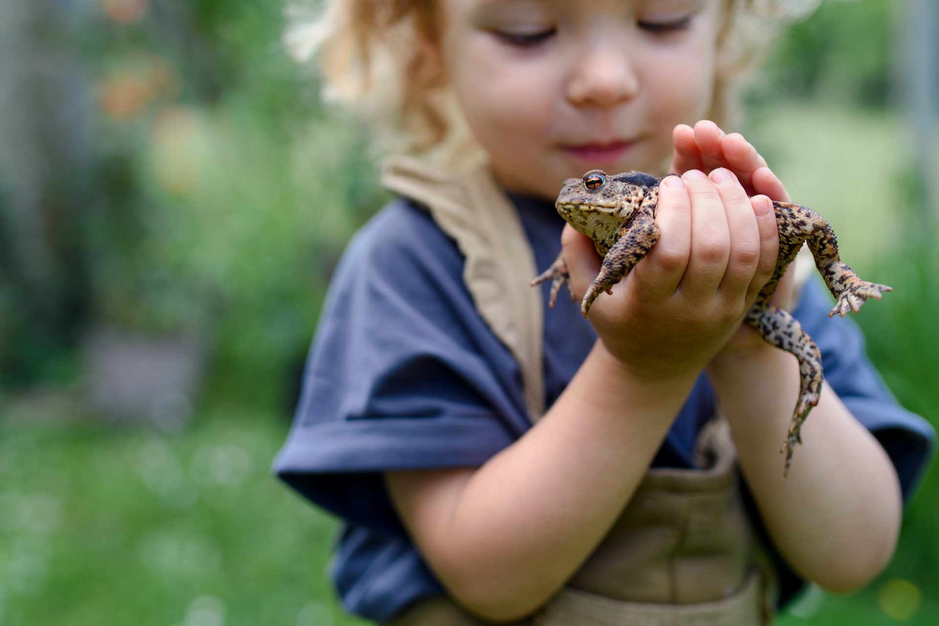 Why you should make frog homes in your garden