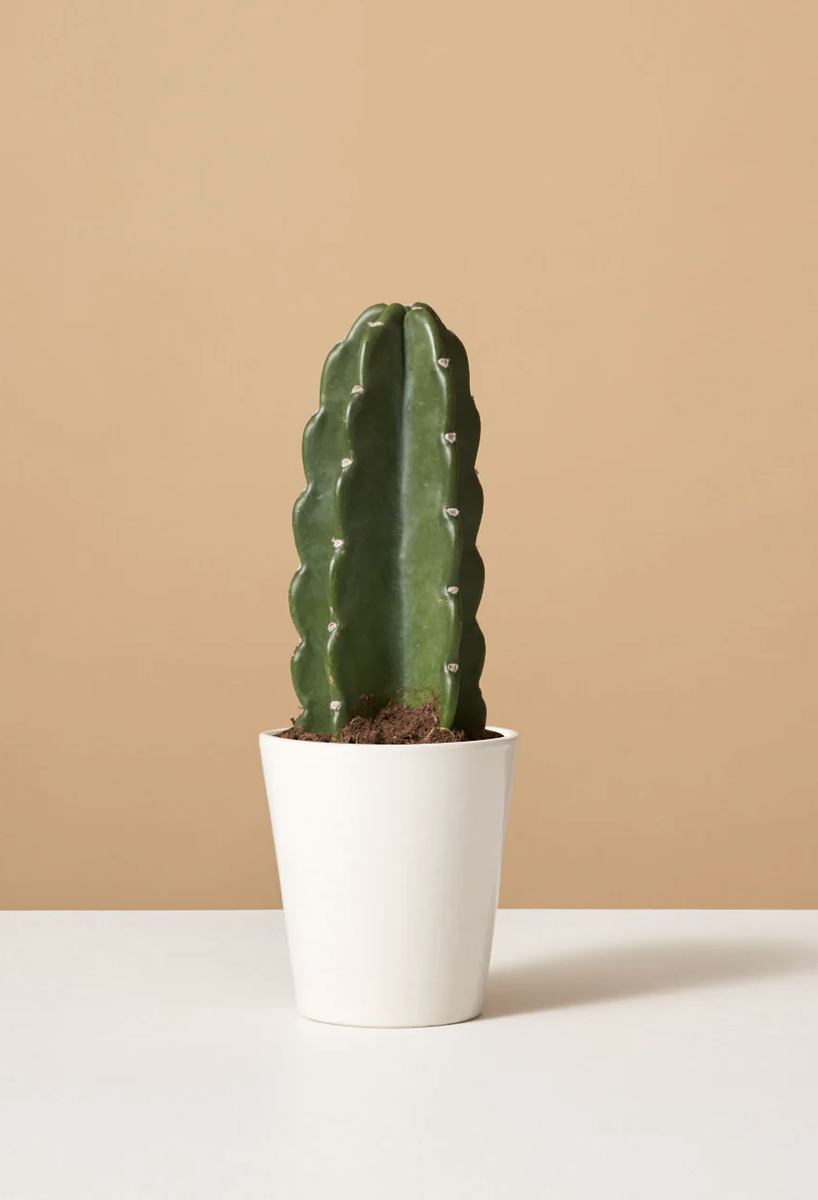 These 35 LowMaintenance Plants Will Thrive Indoors, Even Through the