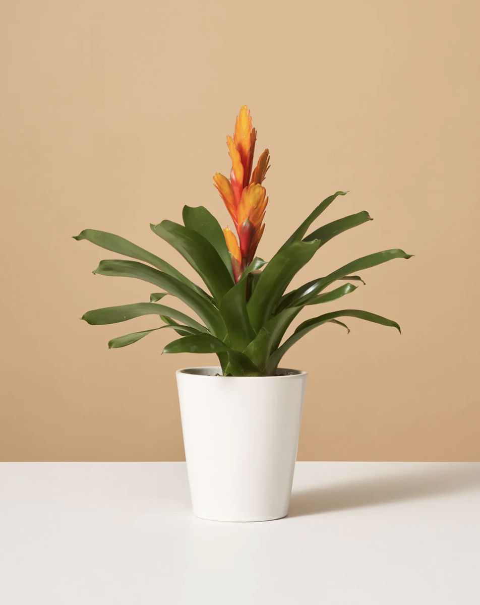 These 35 Low-Maintenance Houseplants Can Survive (Almost) Anything