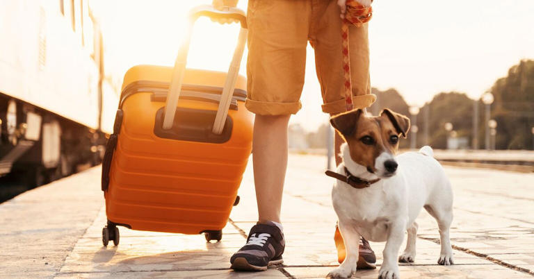 what to look for in a pet friendly hotel, Larina Marina Shutterstock