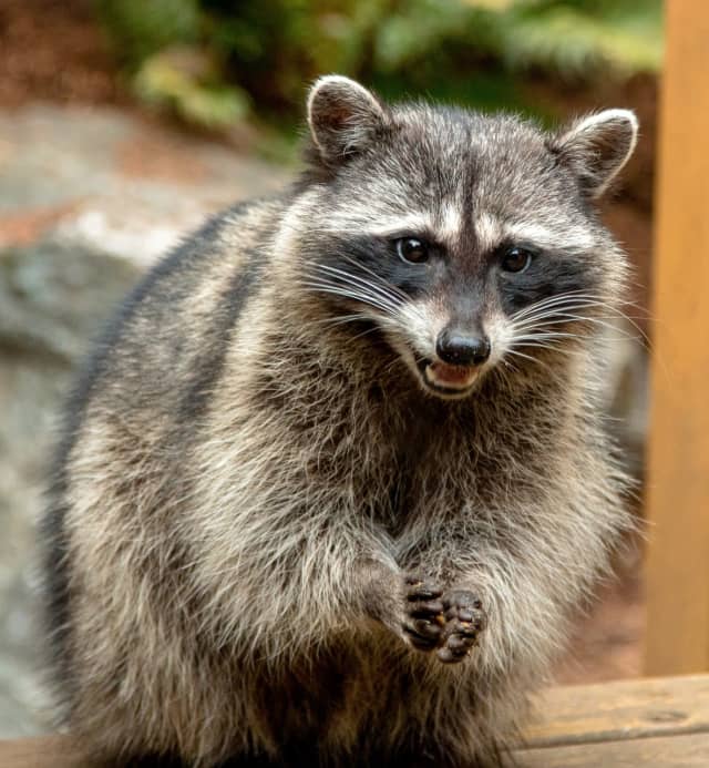 New Rabies Alert Issued In Maryland Neighborhood After Raccoon Tests ...