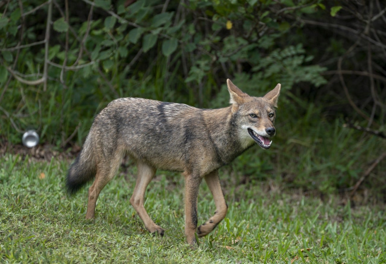 How common is rabies in coyotes? What to know