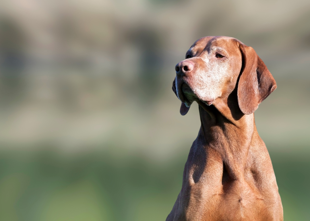 Is it time to change your dog's food? See how your pup's nutritional