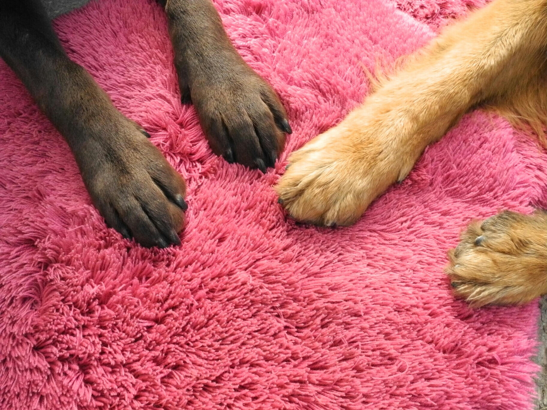 Feet dog. Собачья лапа.