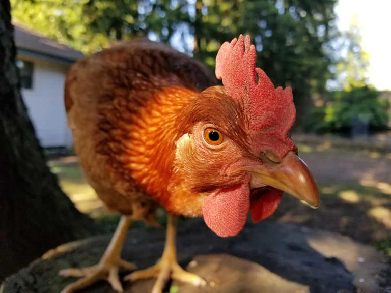 Golden Comet Chicken: Characteristics, Egg Production, Price, And More!