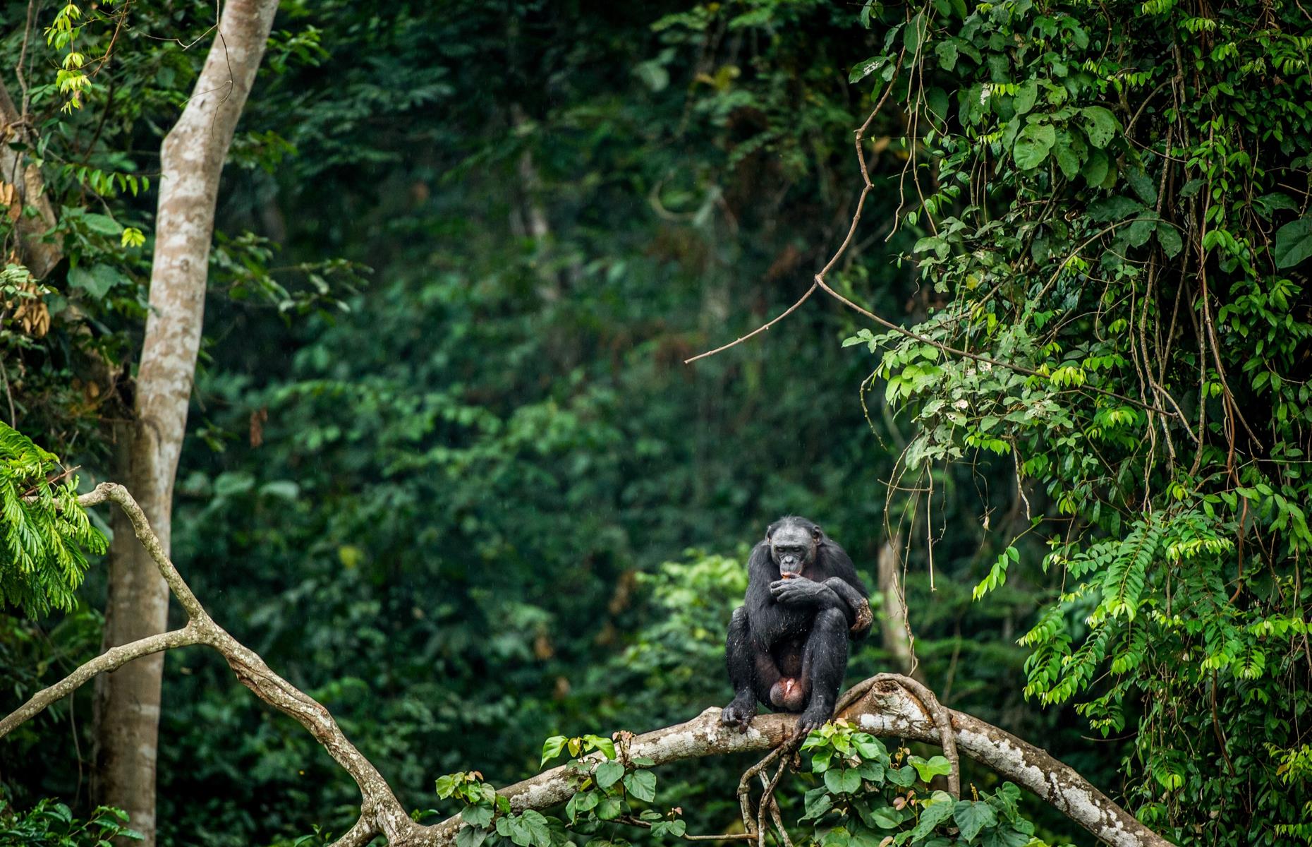 These Wildlife-Rich Rainforests Are All Tragically Endangered