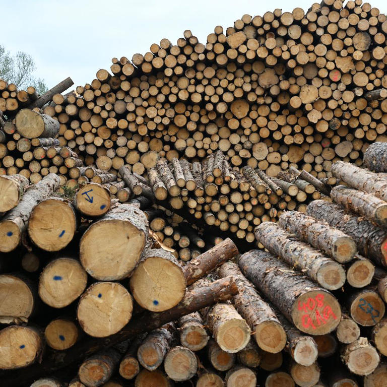 Baumstämme lagern zur Weiterverarbeitung in einem bayerischen Sägewerk.