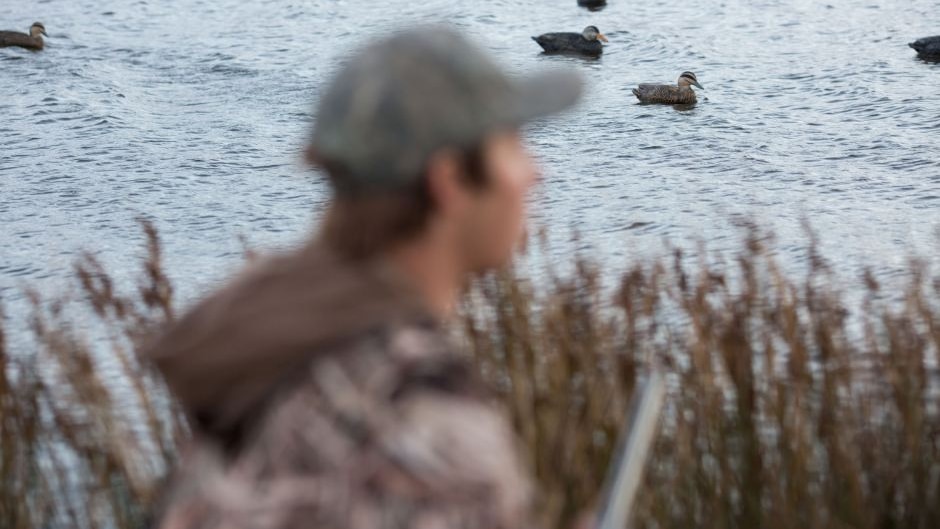 the victorian government is set to reject a recommendation to ban duck hunting