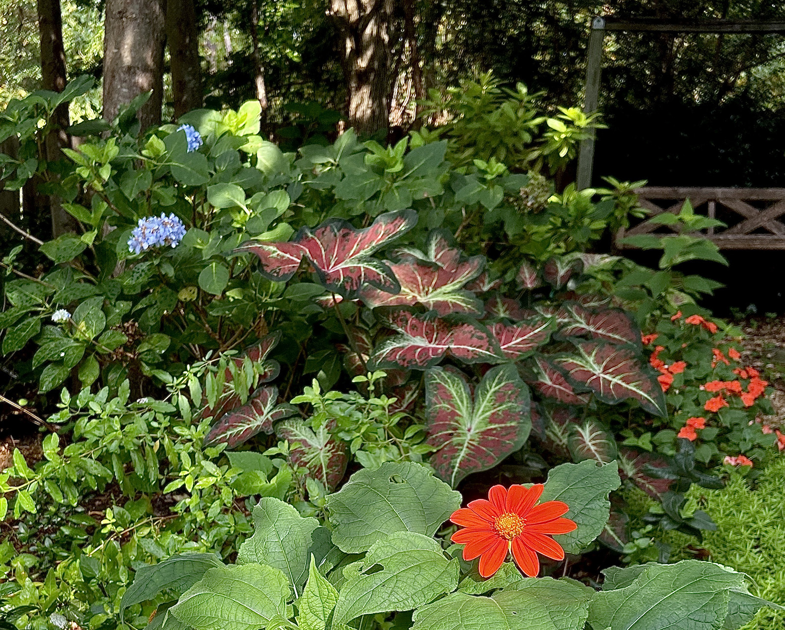 On Gardening: Heart to Heart caladiums: Perfect dog days transformation