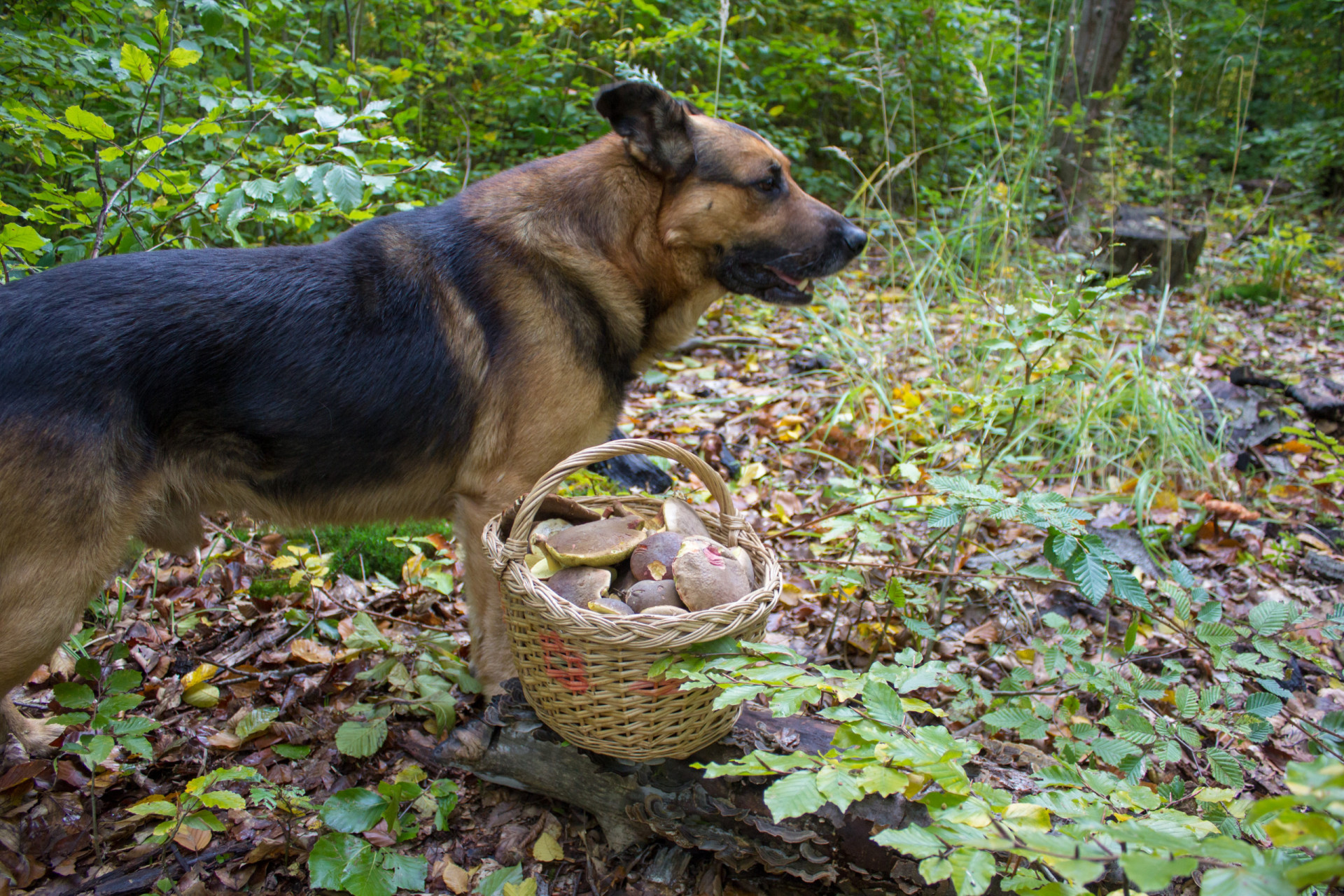 Diese Lebensmittel sind äußerst giftig für Ihren Hund