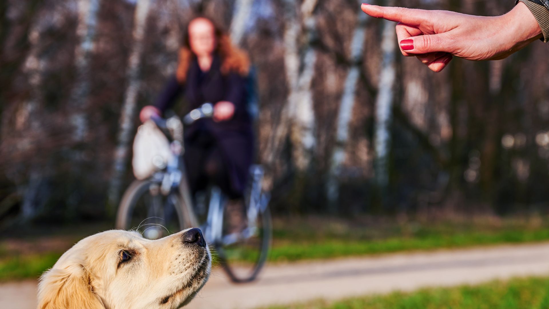 <p>                     While we’d love to think otherwise, dogs don’t understand language as humans do. But they do seem to respond better to hand signals. So instead of just speaking, signal too.                    </p>