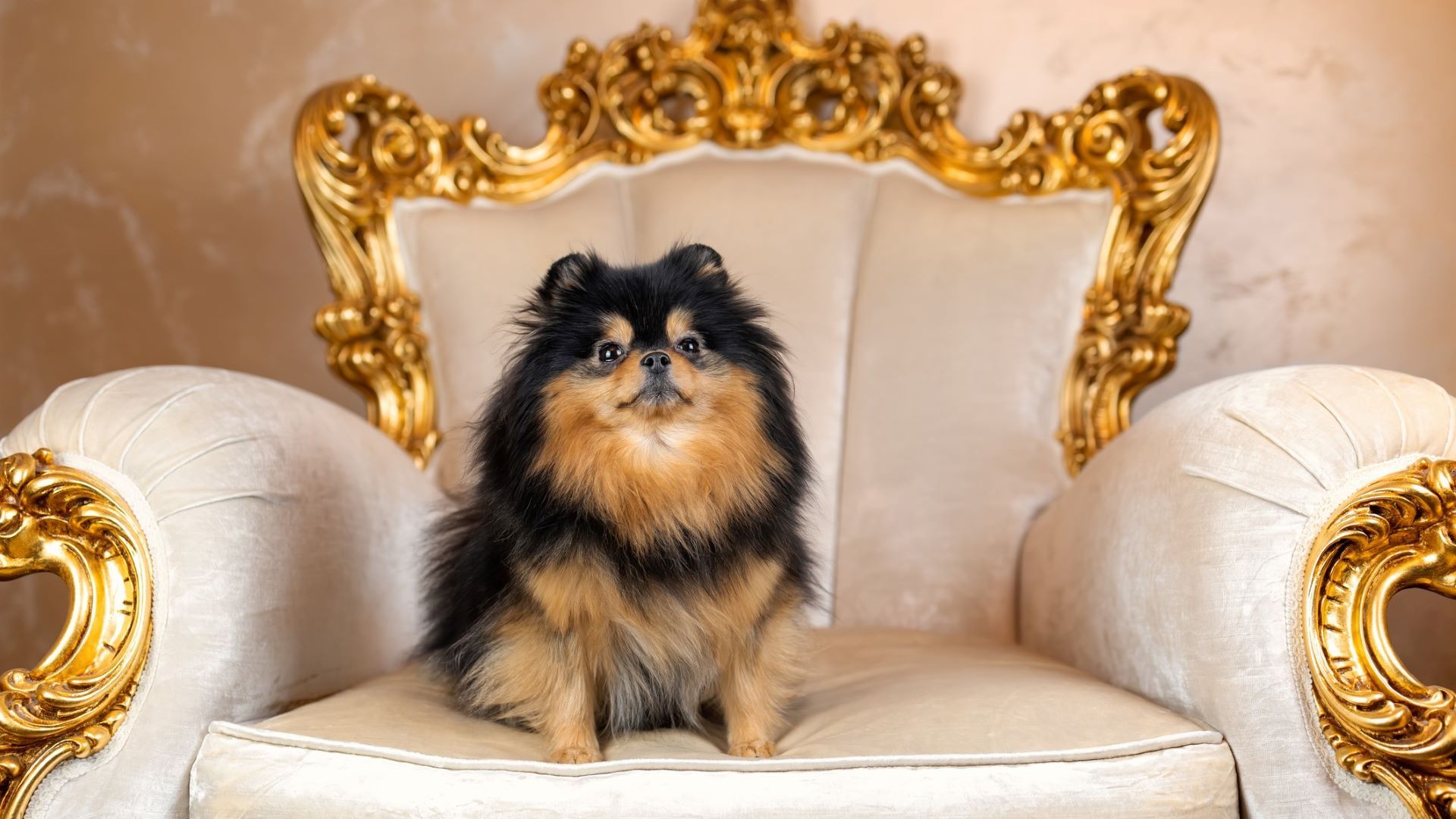 Most Expensive Dogs To Buy