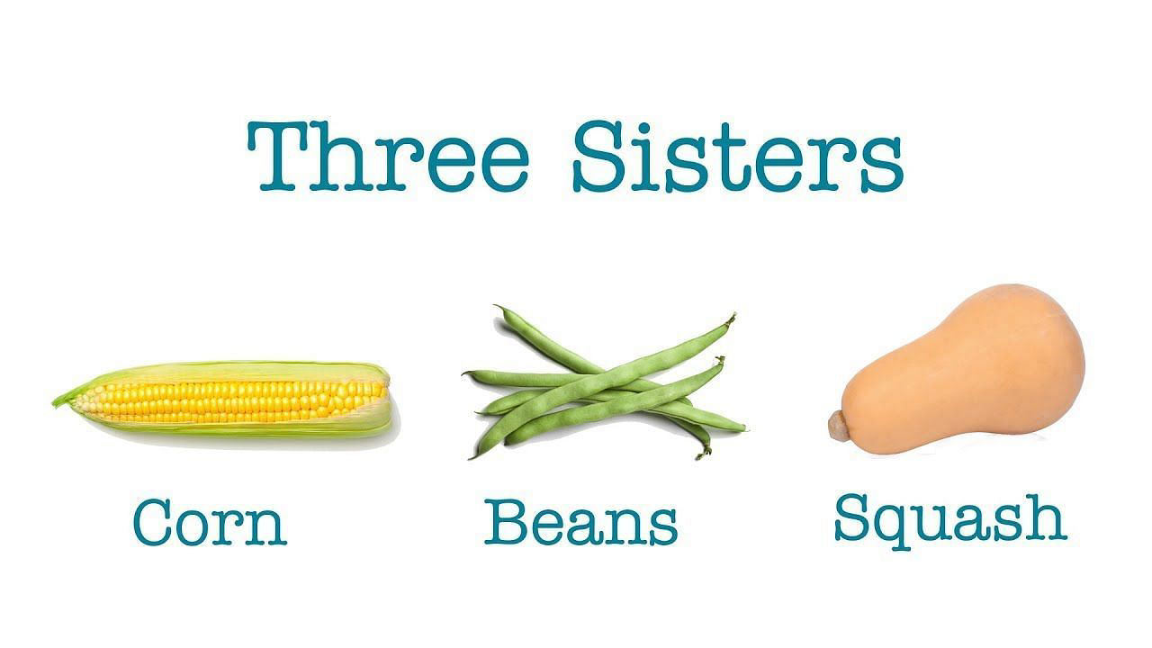 The Three Sisters diet: Exploring the ancient agricultural tradition