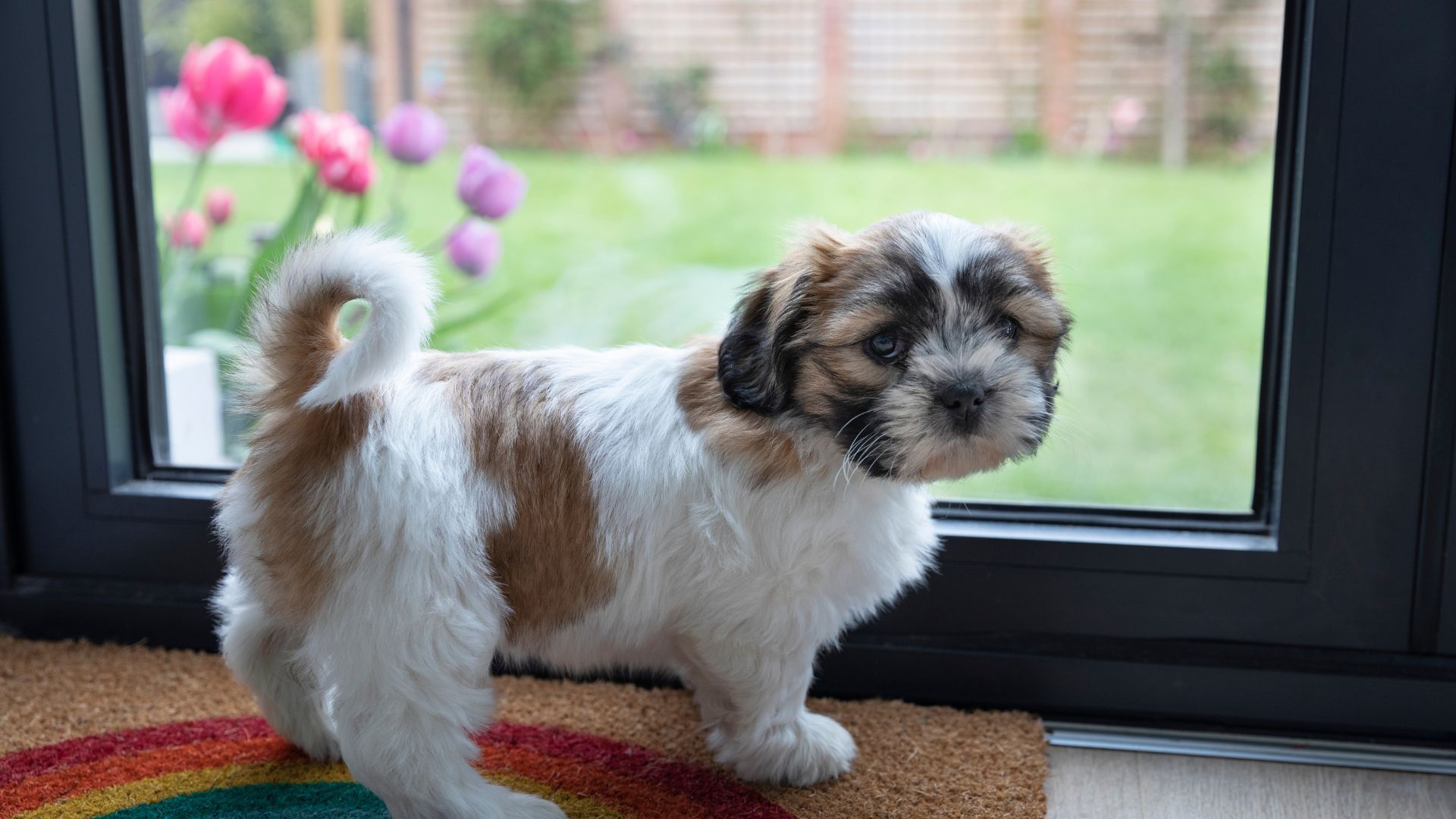 <p>                     If today is the day you’ve decided to start training your pup, start them out on the right foot. Instead of taking them somewhere they have never been before, choose an easy environment with minimal distractions. This could be your back garden or living room.                    </p>