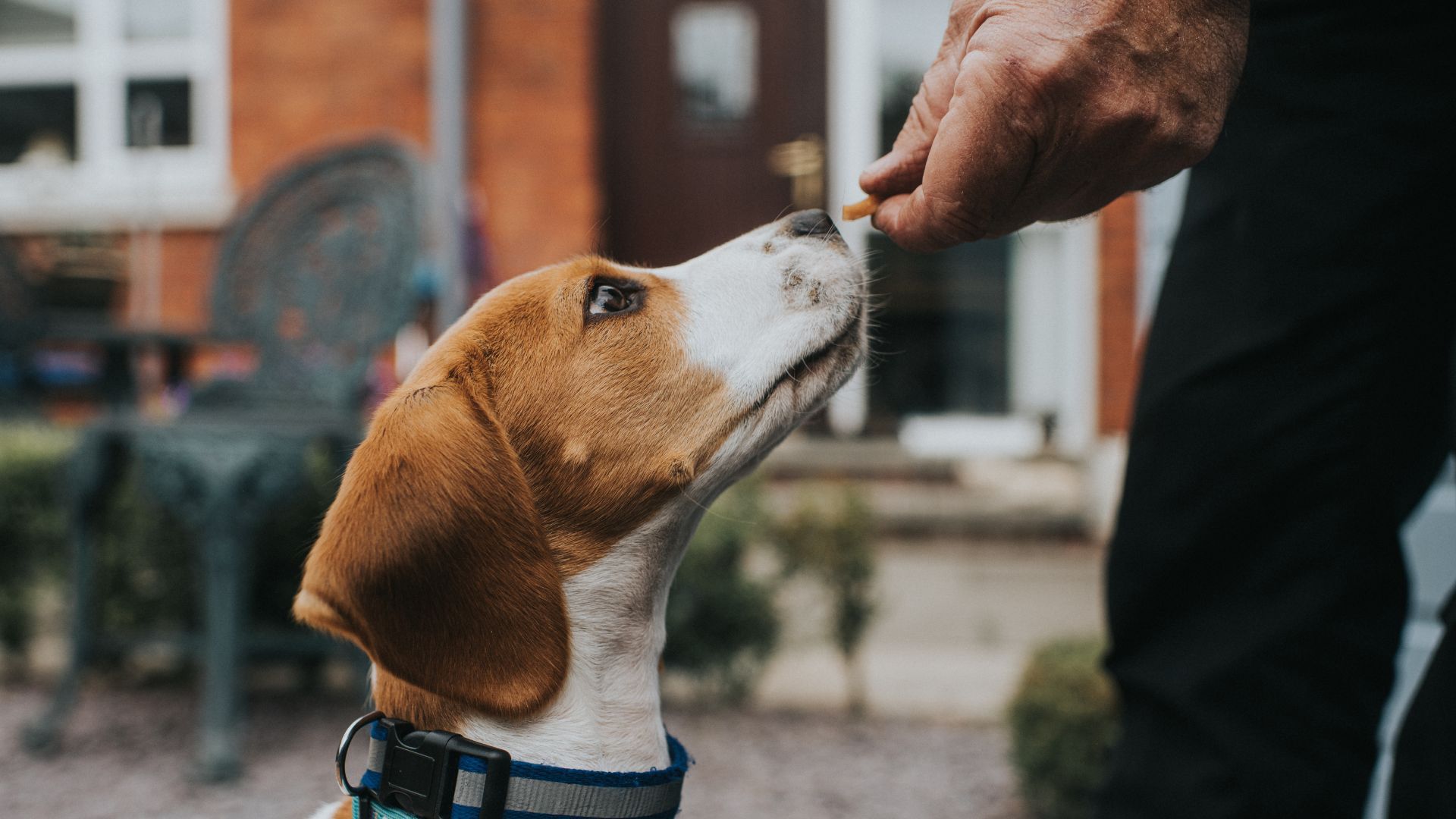 <p>                     Easy does it! Your dog might not necessarily nail their training the first, second, third or 30th time. But try breaking down positive behaviors and taking the small wins as they come. For example, if you’re training your dog to ‘come’ remember to reward even if they take one step forward.                    </p>