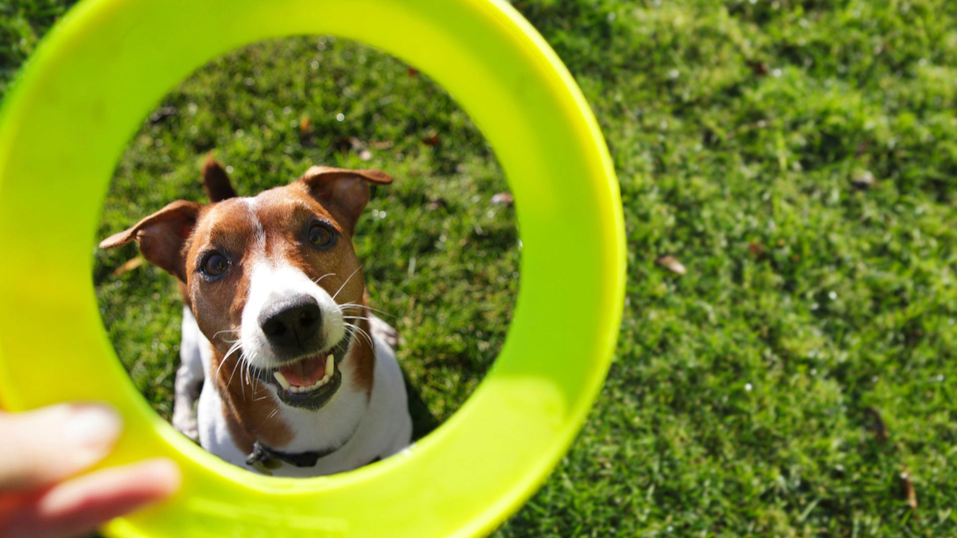 19 practical tips for training your dog on your own