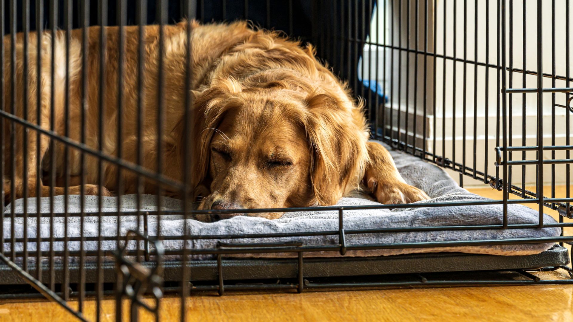 <p>                     Whatever you do, don’t throw treats inside the crate and then slam the door shut behind your pup. When your pooch enters the crate willingly, leave the door open the first few times. Then try pushing the door shut but don’t lock it. Build up to closing the crate door slowly over a week or two of daily practice.                   </p>