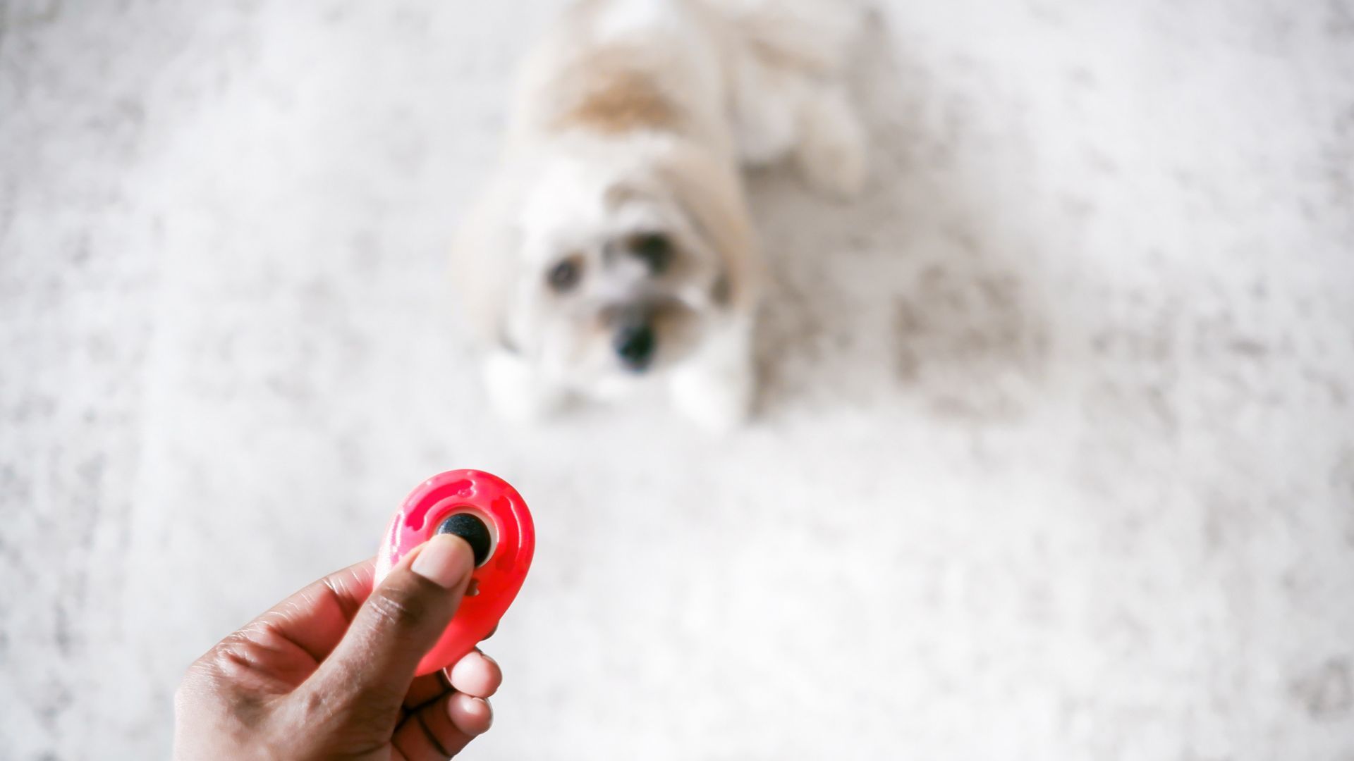 <p>                     Clicker training for dogs can help speed up the training process by helping your dog associate good behavior with rewards in a much more effective way than simply offering high value dog treats and praise alone.                   </p>