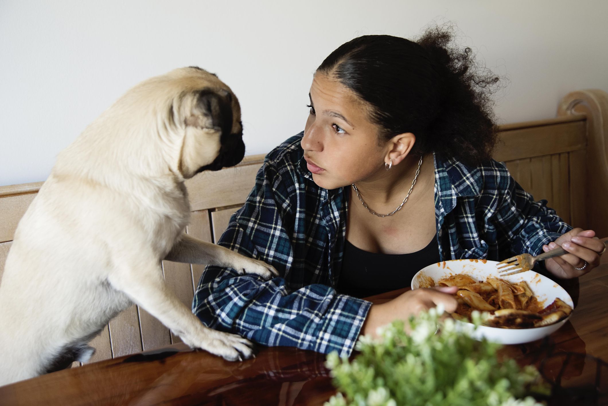 15 Foods You Should Never Feed Your Dog