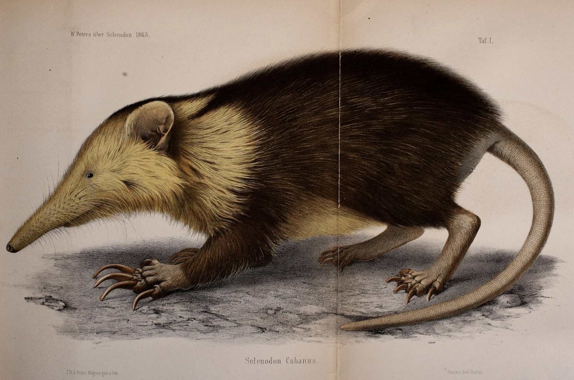 Animals that were thought extinct but made a reappearance