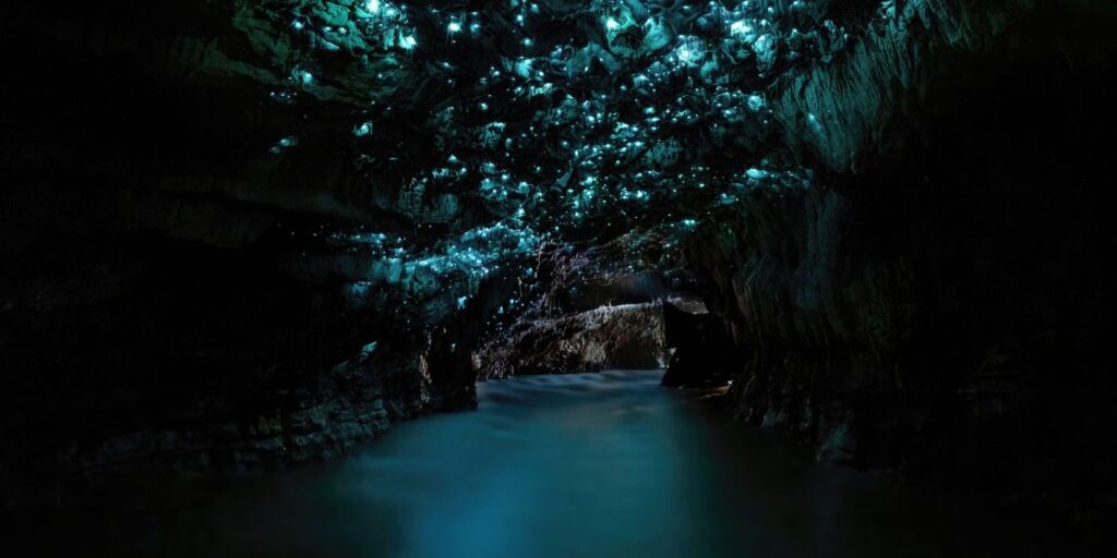 <p>One of the most unique attractions on New Zealand’s North Island is the Waitomo Glowworm Caves, where you’ll find a network of underground caves filled with thousands of glittering glow worms.</p><p>You’ll need to <a href="https://viator.tp.st/angDpoi7" rel="noreferrer noopener nofollow sponsored">book a guided tour</a> to visit the Waitomo Glowworm Caves. All travelers have tour options, from a <a href="https://viator.tp.st/ermNNv6m" rel="noreferrer noopener nofollow sponsored">boat cruise</a> through an impressive glow worm grotto to an adventurous <a href="https://viator.tp.st/lZHz24YI" rel="noreferrer noopener nofollow sponsored">black water rafting experience</a>.</p><p>Seeing glowworms is a unique New Zealand experience that shouldn’t be missed on your visit to the North Island!</p><p>While in the Waitomo area, there are some other noteworthy attractions to check out: the Ōtorohanga Kiwi House, Mangapohue Natural Bridge, and Marokopa Falls are all well worth a visit.</p>
