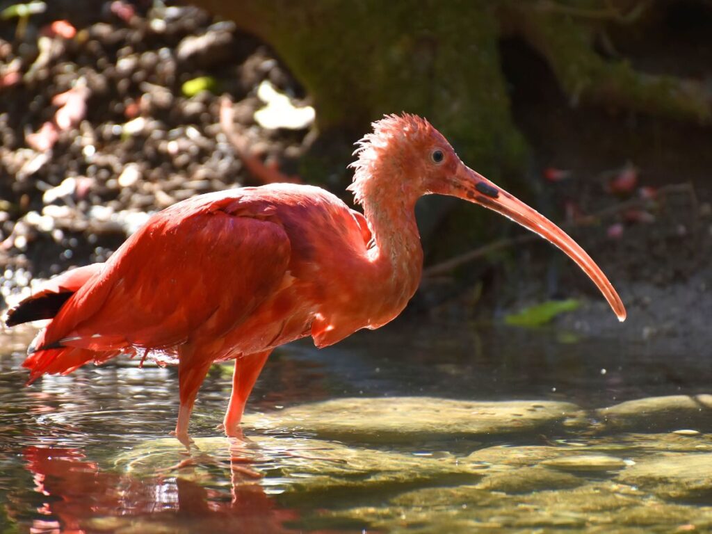 Birdwatching In The Florida Keys: Beautiful Birds (and The Scoop On ...