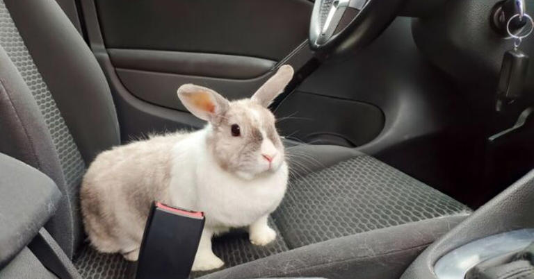 can i take my rabbit on a road trip safely, Photo credit Dmitry Dven Shutterstock com