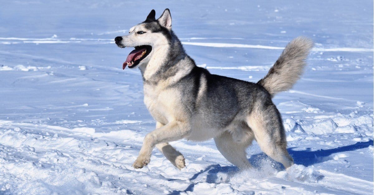 10 Incredible Siberian Husky Facts