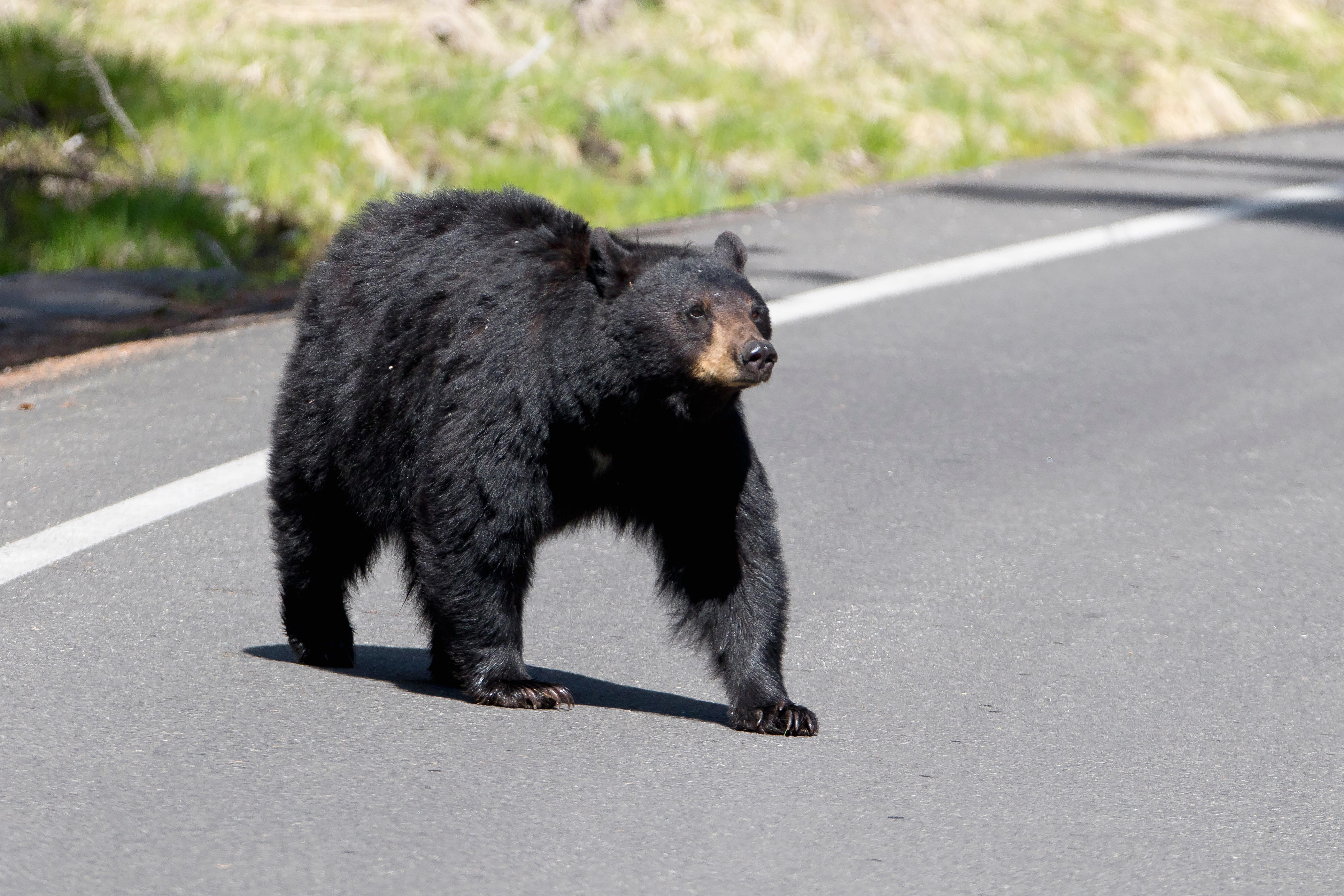 Bear dying. Черный медведь.