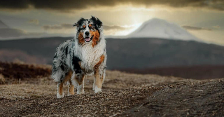 Australian Shepherd vs Golden Retriever