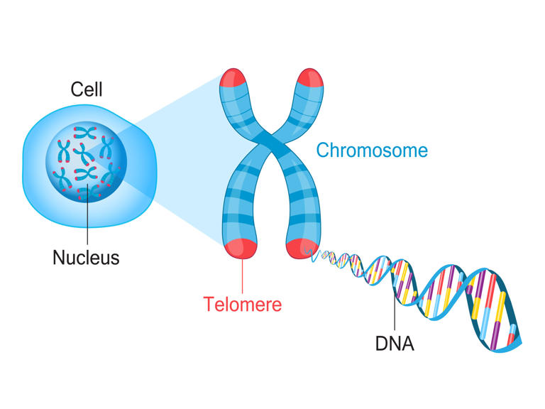 Stock illustration showing where the telomere is. ISTOCK / GETTY IMAGES PLUS