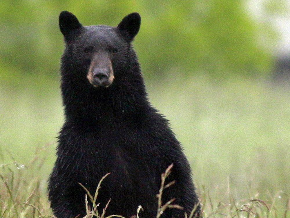 Bear part. Smoky Mountains National Park Bears.