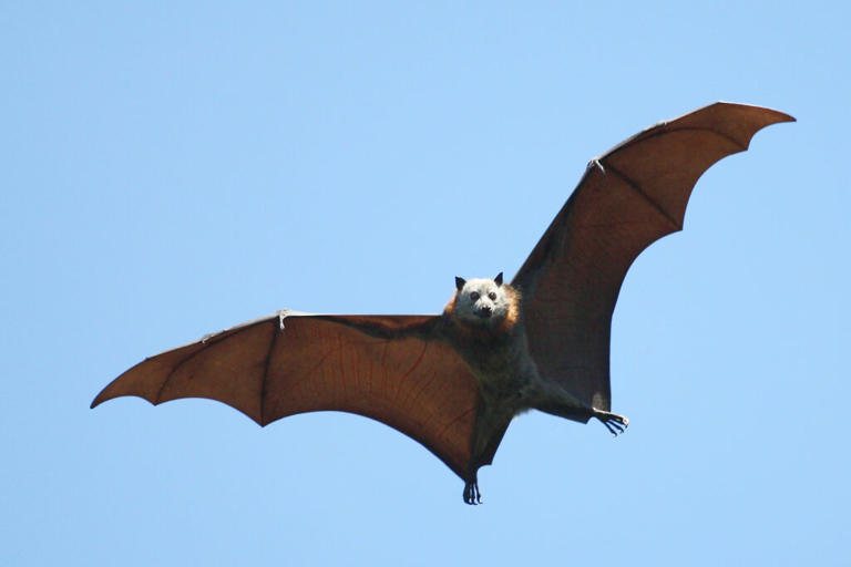 Bat Infestation Forces Kentucky Elementary School to Temporarily Close