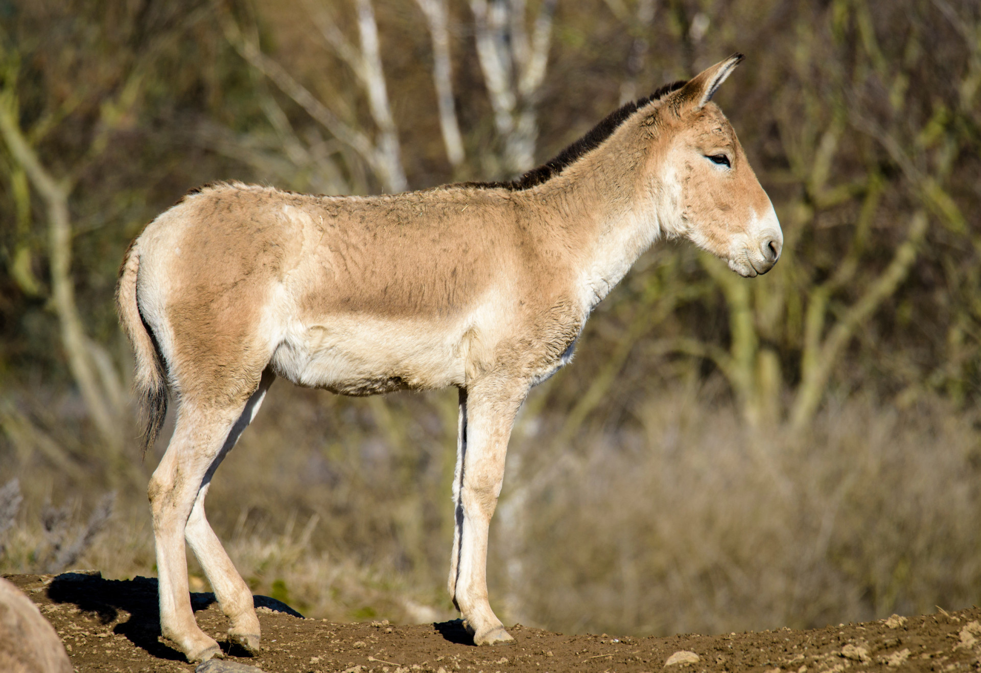 What are the most fascinating subspecies of wildlife?