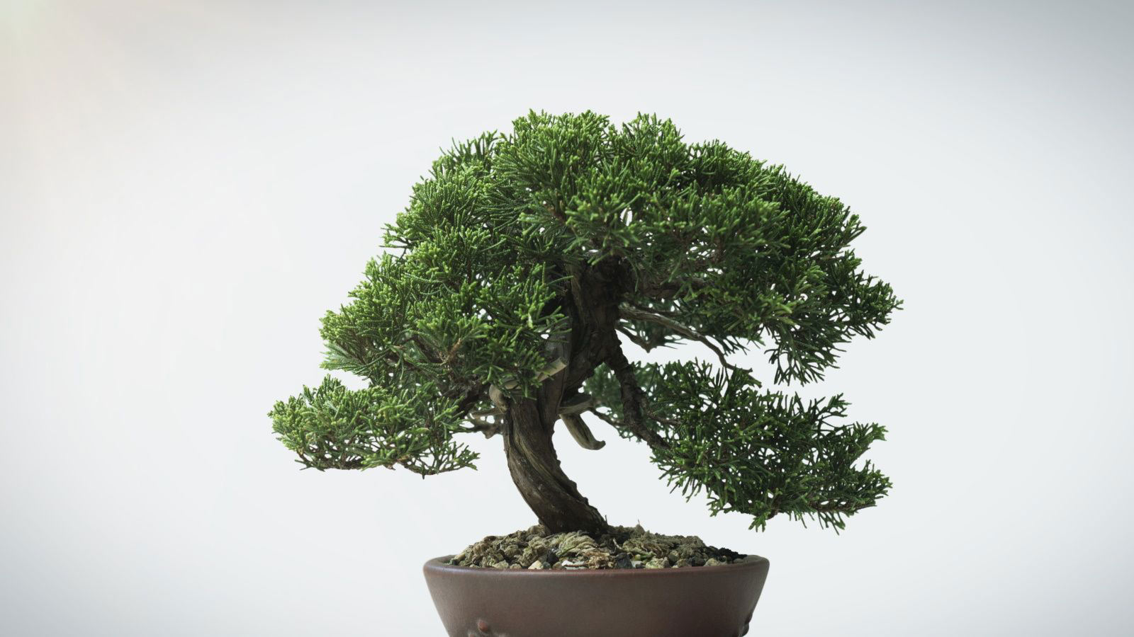 How to care for a bonsai tree – simple tips for growing these beautiful ...