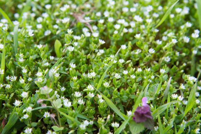 how to, how to get rid of weeds in your lawn with 8 easy methods