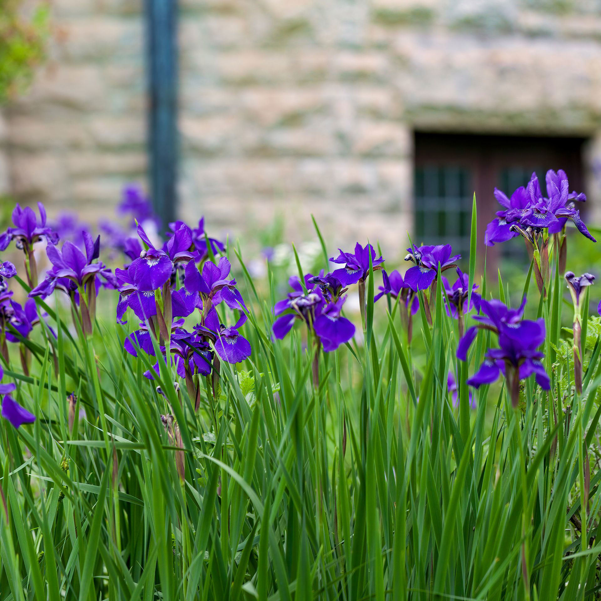When to cut back irises – and why it's such an important task