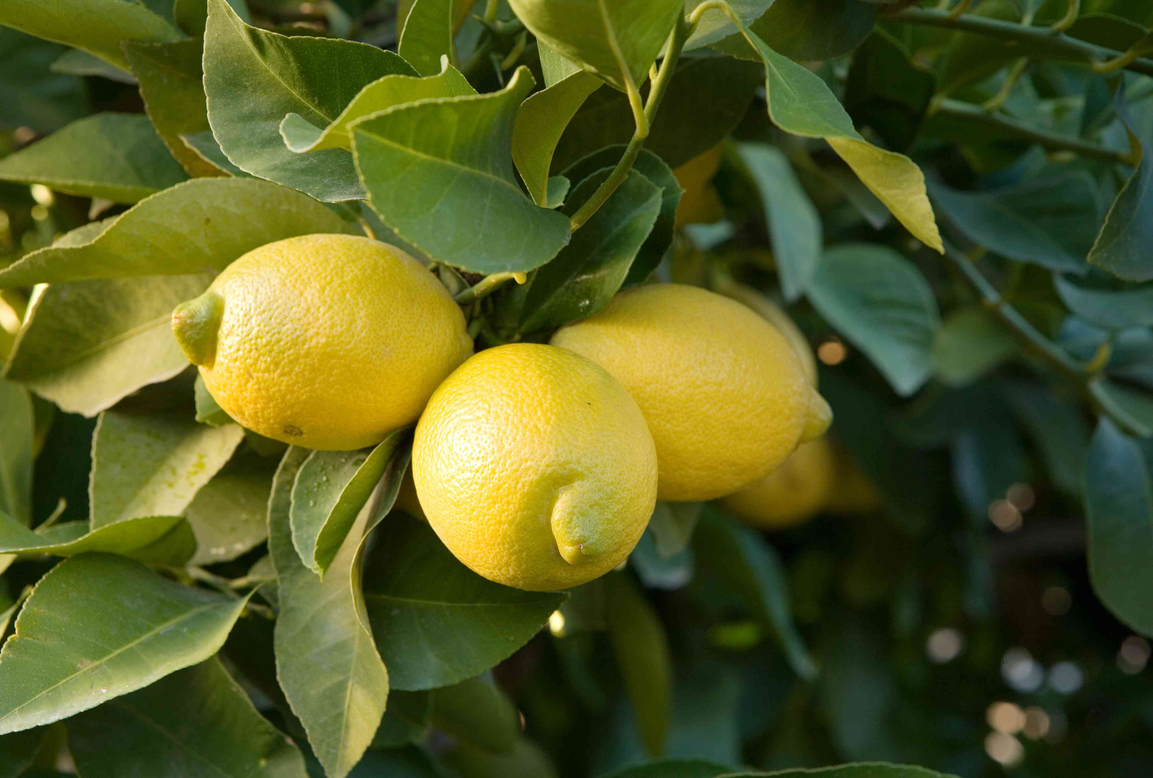 How to Prune a Lemon Tree—8 Tips for Making the Right Cuts