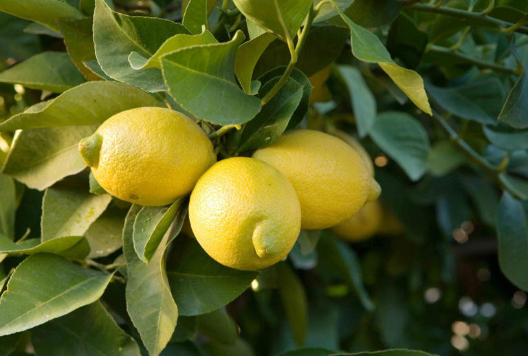 How to Prune a Lemon Tree—8 Tips for Making the Right Cuts